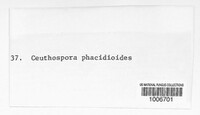 Phacidium lauri image